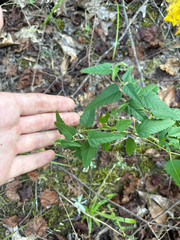 author not stated, no rights reserved Tragia urticifolia, photograph author not stated, no rights reserved