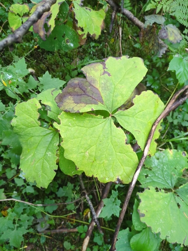 Achlys triphylla, photograph 3