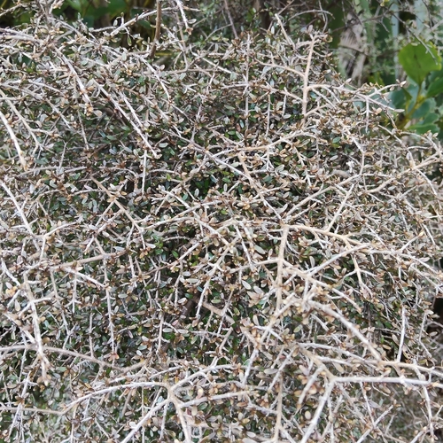 Coprosma dumosa, photograph 3