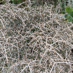 Coprosma dumosa, photograph (c) John Barkla, some rights reserved (CC BY)