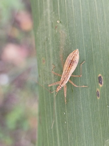 Marsh Damsel Bug