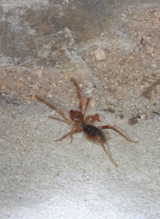 Galeodidae