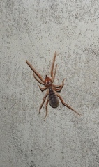 Galeodidae