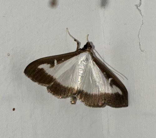 Box Tree Moth