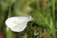 Leptidea juvernica