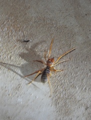 Galeodidae