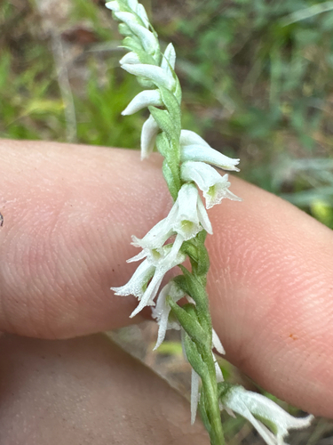 Spiranthes lacera, photograph 6