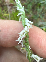 Spiranthes lacera, photograph author not stated, no rights reserved