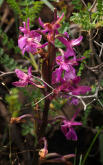 Orchis anatolica