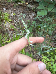 author not stated, no rights reserved Spiranthes lacera, photograph author not stated, no rights reserved