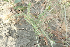 Pimelea villosa