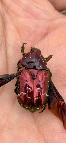 Oriental Flower Beetle
