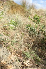 Pimelea villosa
