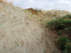 Pimelea villosa