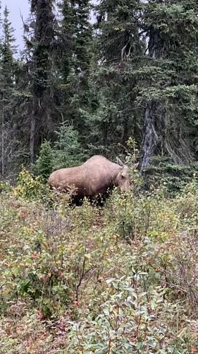 Moose