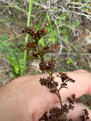 Lechea mucronata, photograph 2