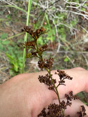 Lechea mucronata, photograph author not stated, no rights reserved