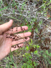 Lechea mucronata