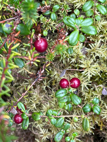 Lingonberry