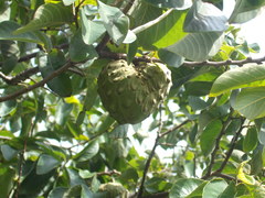 Annona cherimola