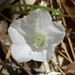 Stylisma angustifolia - Photo (c) Masumi Palhof, algunos derechos reservados (CC BY-NC), subido por Masumi Palhof