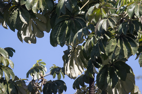 Cecropia pachystachya, photograph 2