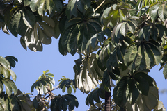 Cecropia pachystachya, photograph (c) avocat, some rights reserved (CC BY)