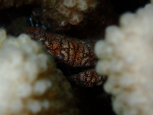 Pseudoliomera, 2026-09-04