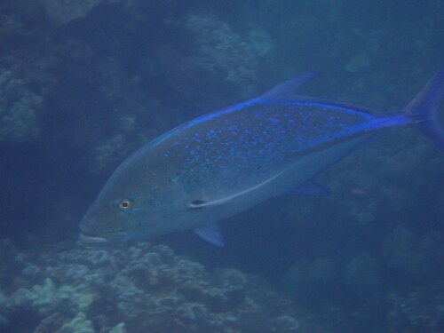 Caranx observed 2026-09-04