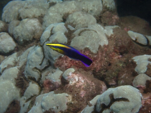Labroides phthirophagus observed 2026-09-04