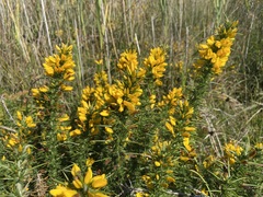 Ulex gallii