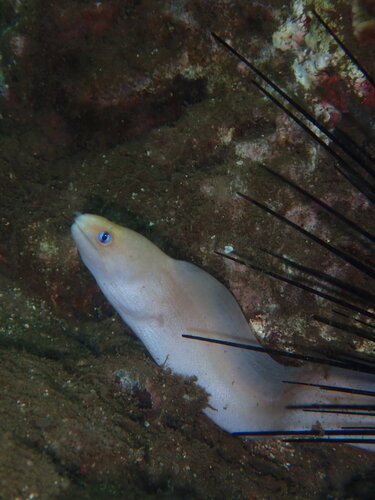Gymnothorax melatremus observed 2026-09-04