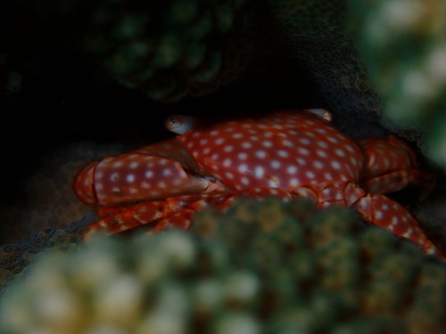 Trapezia flavopunctata observed 2026-09-04