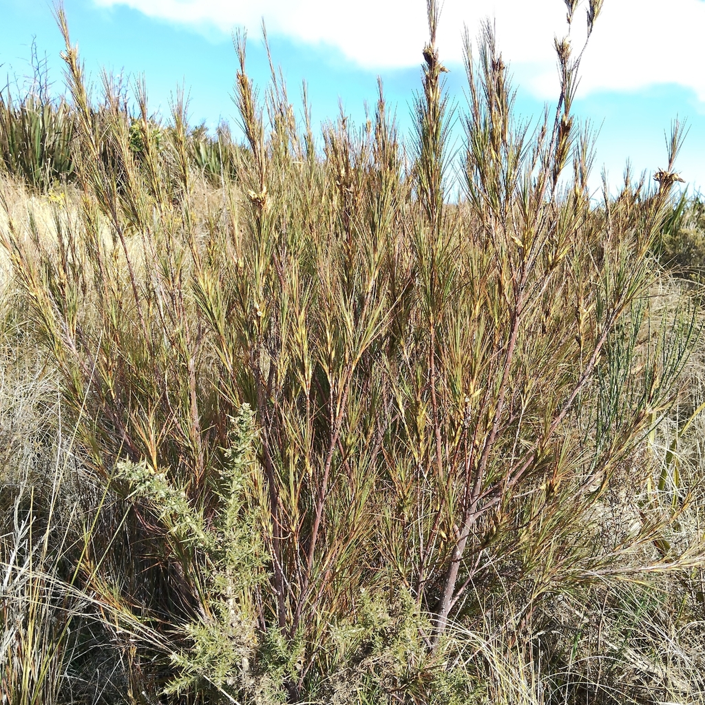 Dracophyllum longifolium; photograph (c) John Barkla, some rights reserved (CC BY)