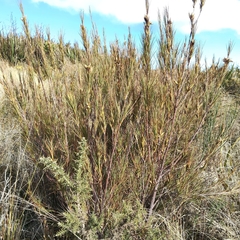 Dracophyllum longifolium