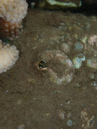 Plagiotremus goslinei observed 2026-09-04
