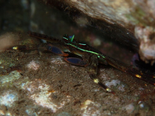Percnon planissimum observed 2026-09-04