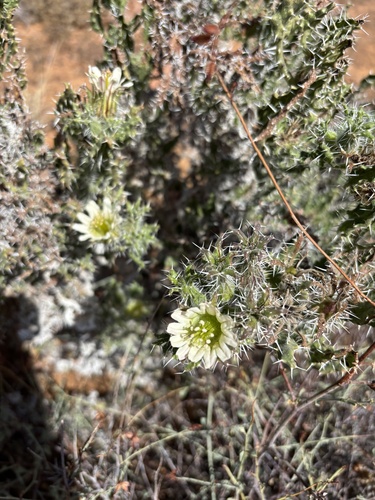 Codon royenii, photograph 1