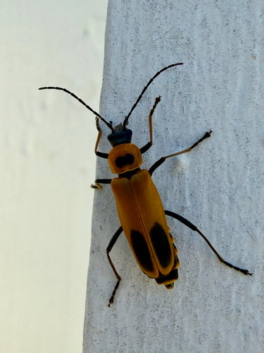 Goldenrod Soldier Beetle