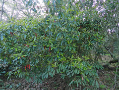 Photinia