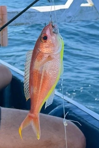 Nemipterus observed 2026-09-01