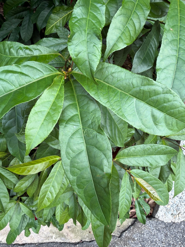 Excoecaria cochinchinensis observed 2026-09-05