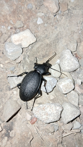 Leather Beetle