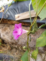 Ipomoea purpurea