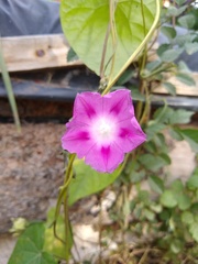 Ipomoea purpurea