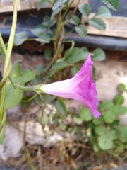 Ipomoea purpurea