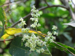 Trichostigma octandrum, photograph (c) Alexis López Hernández, some rights reserved (CC BY)