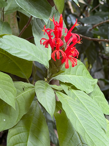 Pachystachys coccinea, 2026-09-05