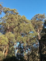 Eucalyptus regnans