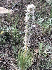 Asphodeline taurica